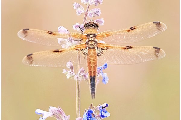 libel blauwe bloemvierkant