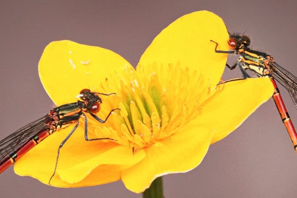 libel boterbloemvierkant